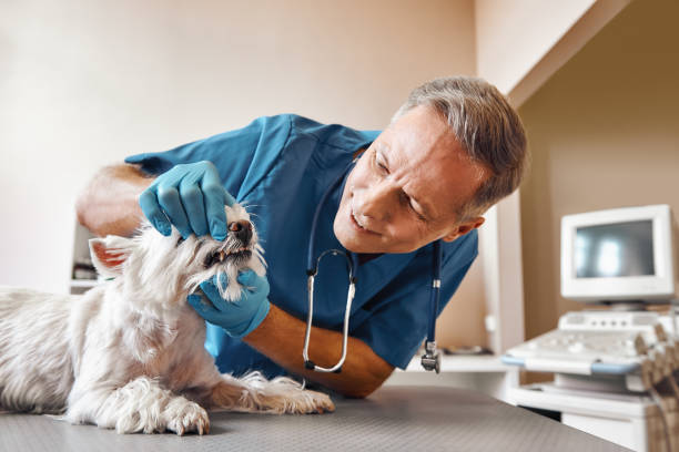 Best Emergency Wisdom Teeth Removal in North Springfield, VA